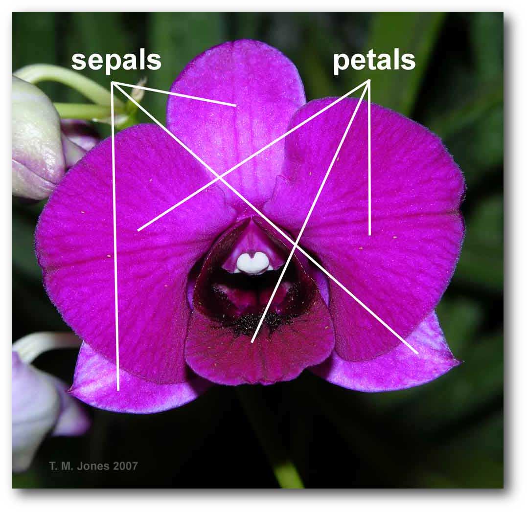 sepals-the-daily-garden